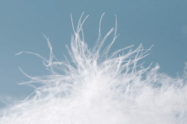 Close-up of white down cluster against a soft blue background showing material used by Sleeping Dove for a natural, cooling comforter
