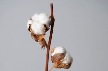 Why the Sleeping Dove Comforter Is 100% Cotton