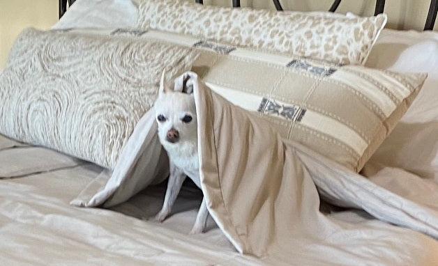 Why Dogs and Cats Love Sleeping Dove!