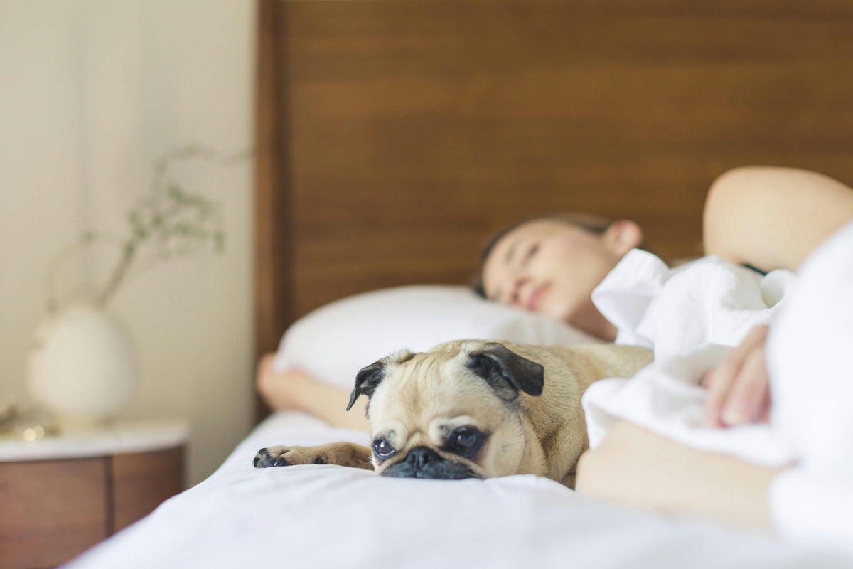 Why Pets Pinning Blankets Make You Overheat