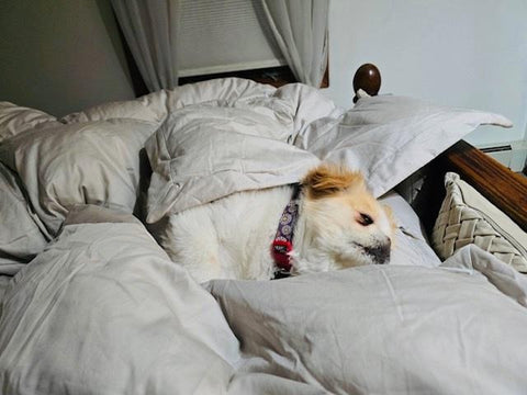 Customer photo of a small dog nestled in a white Sleeping Dove comforter.